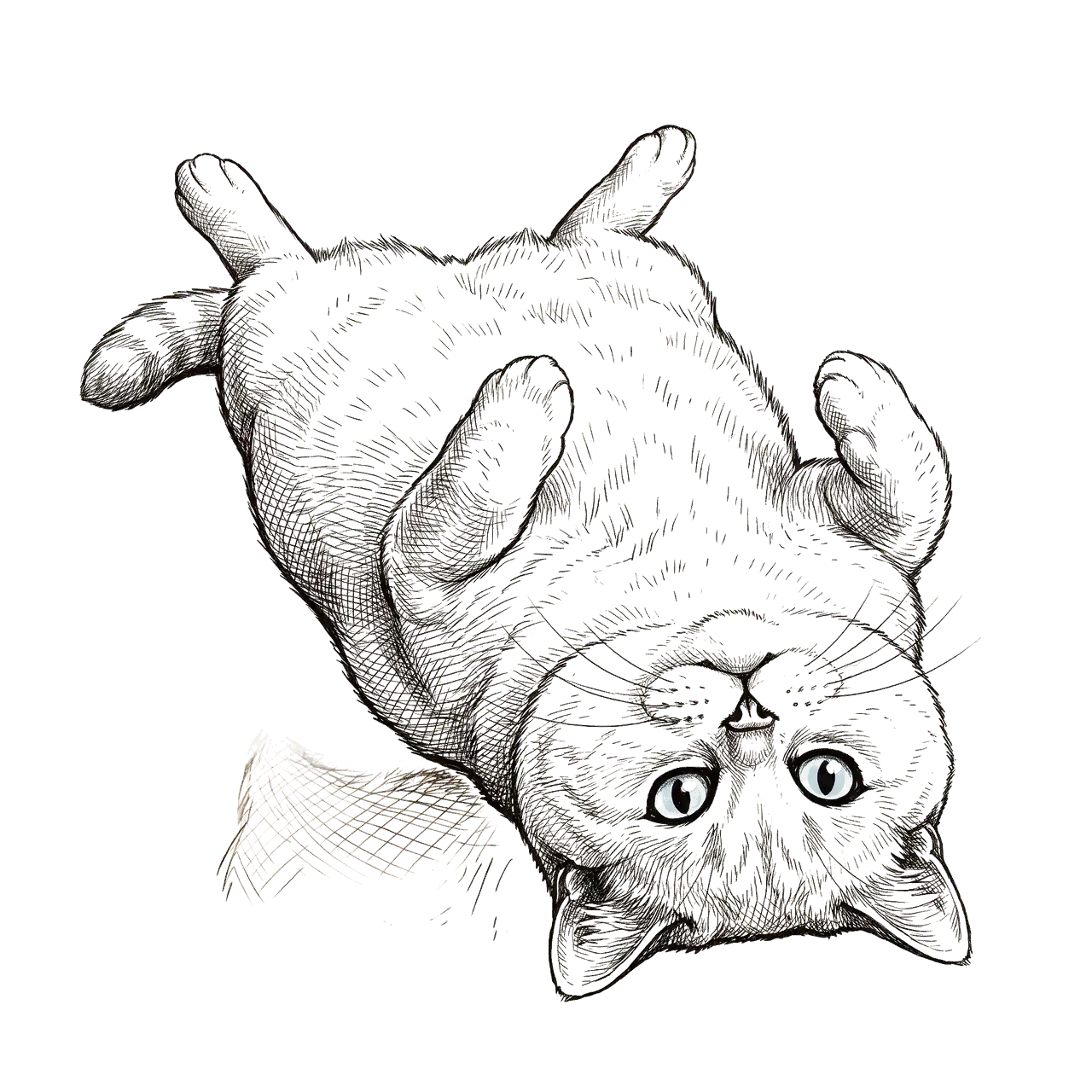 Remi on his back, in ink